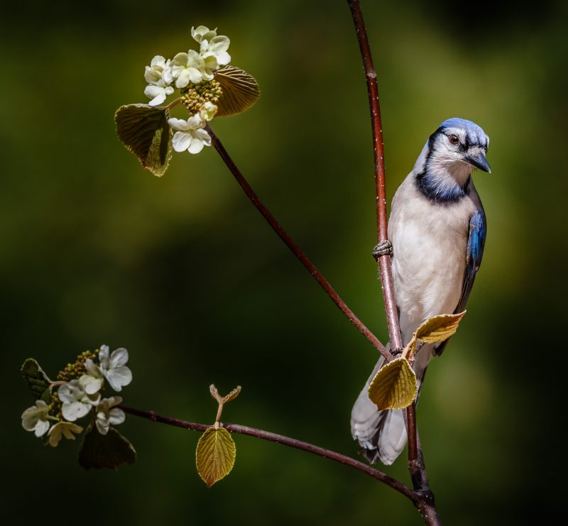 Blue Jay 2