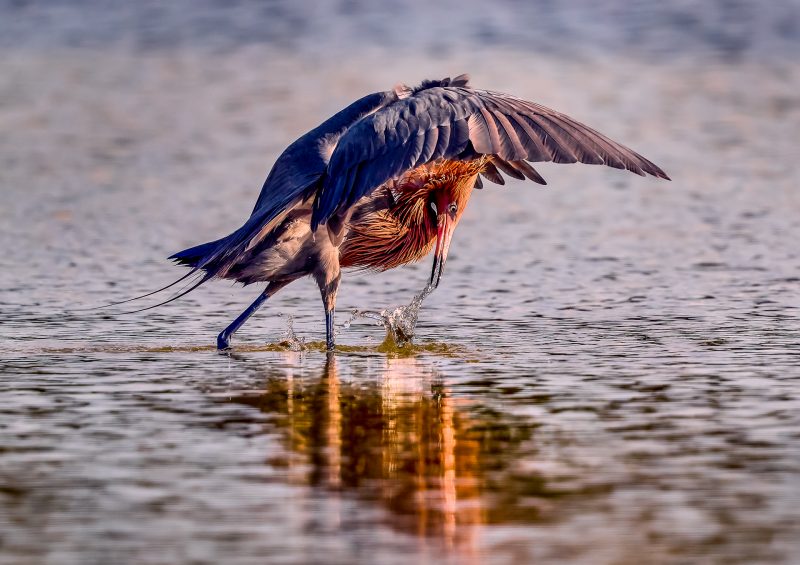 Reddish Egret