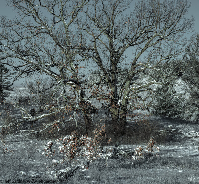 Hazel Bird Nature Reserve